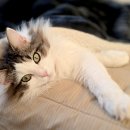 레오그루밍 이미지