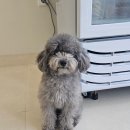 댕가댕가 이미지