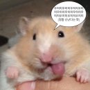 동경화원