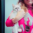 착한애견분양(원주점) 이미지