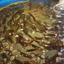 서준활어 이미지