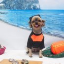 강아지풍경 이미지