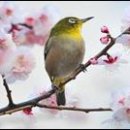 새들(鳥類)의 노래＜17＞ 이미지