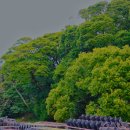 완도 맹선리 상록수림 이미지