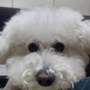 김 S 동물병원 이미지