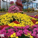 하모니카 연주 Daum카페