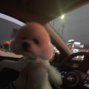 댕뜰리에 이미지