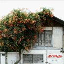 맘스터치 자인점 이미지