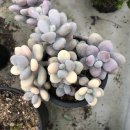 혜미농장 이미지