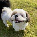 486독스쿨 이미지