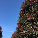 동백목장2 이미지