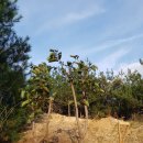 너래농원 이미지