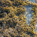 가사도민박 이미지