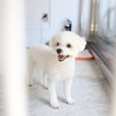 원 반려동물 미용실 이미지