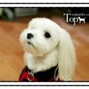 Tophandler 이미지