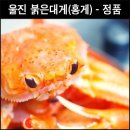 살아있는 붉은대게(홍게) 울진후포항 공판장도매인직송 정치수정품~ 이미지