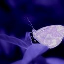 속삭이는 바다 이미지