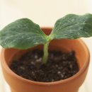 행복한 정원 이미지