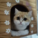 묘랑나랑 이미지