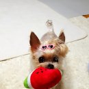 무지개 동산 이미지