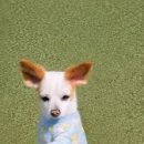 강아지에 빠지다 이미지