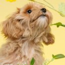 꽃보다 멍 이미지