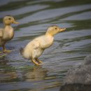 미운오리새끼 이미지