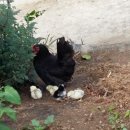 부화목장 이미지