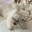 캣츠앤독스 이미지