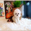 멍멍이천국 이미지