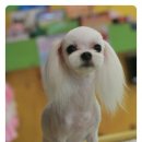 루비 애견샵 네이버블로그