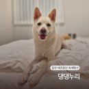 누리다 애견펜션 | 합천 댕댕누리 애견동반 독채펜션 개별 마당 숙소 추천 반값여행 가능(그녀의맛있는레시피)