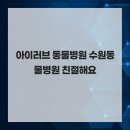 아이러브 동물병원 | 아이러브 동물병원 수원동물병원 친절해요