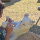 루나 | 대구 네이처파크 아기 백사자 루카·루나 후기