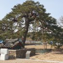 울진소나무 이미지