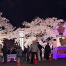 벚꽃 공중화장실 | 김천 연화지 벚꽃축제 실시간 후기 | 비 온 후 개화 상태 &amp; 밤 벚꽃 매력