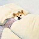 조*아