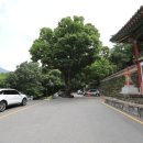 산사에서 찾는 소확행 더힐링스토리 「처음이와 밝음이의 무등산 산책」 | 무등산 원효사 원효루에서 차 한잔 하며 바라보는 무등산 풍경 예술이야~