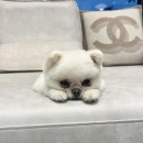 서울퍼피 네이버블로그