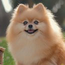 강아지꿈 이미지