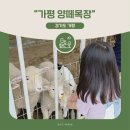 무한목장 | 가평 양떼목장 가평 아이와 나들이 I 초록초록 힐링 여행지 추천! (알파카 산책, 카페, 놀거리)