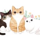 보들