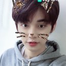 모아 dog 이미지