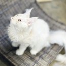 성포공원 | 먼치킨고양이입양 성포고양이분양 오늘부터 함께할 소중한 존재를 맞이하세요