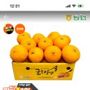 애월농협 천혜향 못난이 4kg 15,939원 (토스페이) 이미지