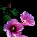 샤론목장 이미지