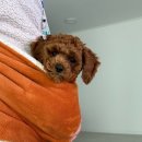 뽀송하개 애견미용 이미지