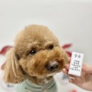 아이몽 애견 유치원 이미지