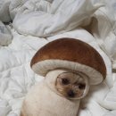 쿠키카페 이미지