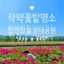 무박 5,12~13 핫플출사 연분홍 치마가 휘날리는 황매산 철쭉 &오월 의 신부 작약 이미지